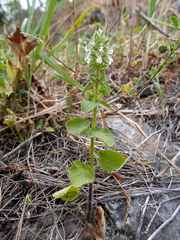 Stachys ocymastrum
