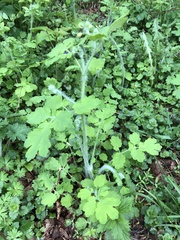 Chelidonium majus