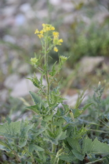 Sisymbrium loeselii