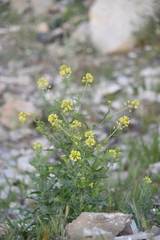 Sisymbrium loeselii