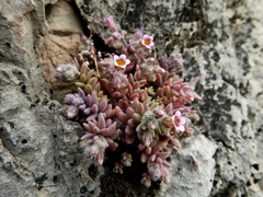 Sedum mucizonia