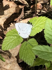 Celastrina argiolus