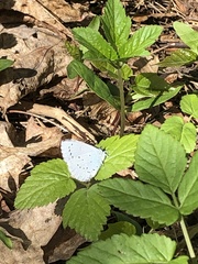 Celastrina argiolus