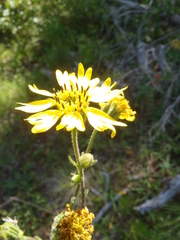 Kyhosia bolanderi