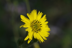 Kyhosia bolanderi