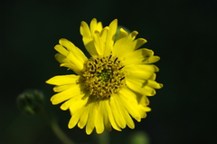 Kyhosia bolanderi