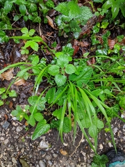 Melica nutans