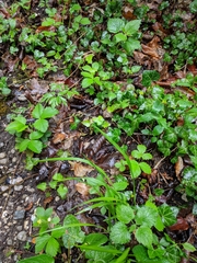 Melica nutans
