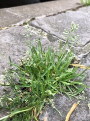 Poa annua