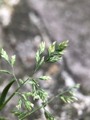 Poa annua