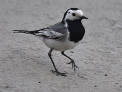 Motacilla alba