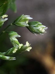 Poa annua