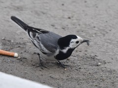 Motacilla alba