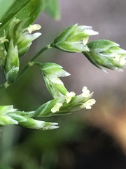 Poa annua