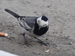Motacilla alba