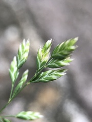Poa annua