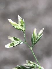 Poa annua