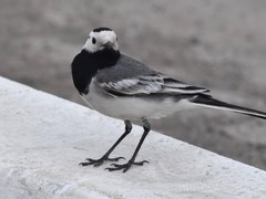 Motacilla alba