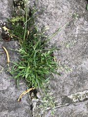 Poa annua