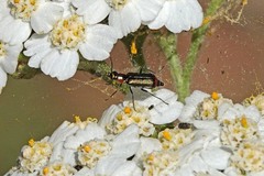 Malachius mixtus