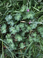 Geranium pusillum