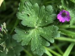 Geranium pusillum
