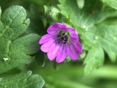 Geranium pusillum