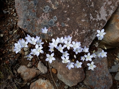 Wahlenbergia pygmaea pygmaea