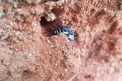 Thyreus quinquefasciatus