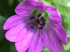 Geranium pusillum