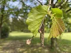 Corylus colurna