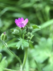 Geranium pusillum