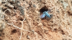 Thyreus quinquefasciatus