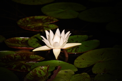 Nymphaea amazonum