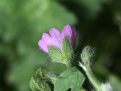 Geranium pusillum
