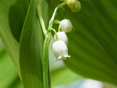 Convallaria pseudomajalis