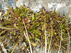 Wahlenbergia pygmaea pygmaea