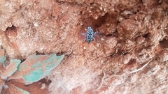 Thyreus quinquefasciatus