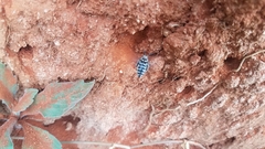 Thyreus quinquefasciatus