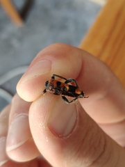 Trichodes longissimus