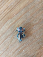 Trichodes longissimus