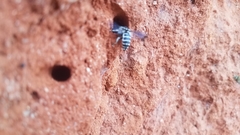 Thyreus quinquefasciatus