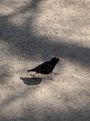 Sturnus vulgaris