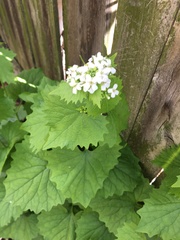 Alliaria petiolata