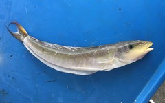 Malacanthus plumieri