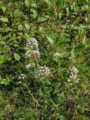 Noccaea caerulescens