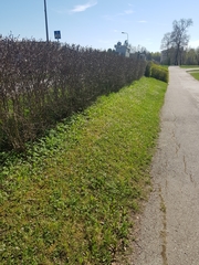 Noccaea caerulescens