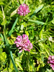 Trifolium pratense