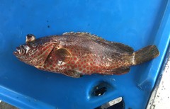 Epinephelus adscensionis