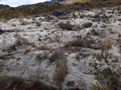 Racomitrium pruinosum
